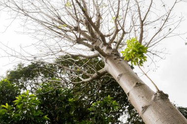 Adansonia digitata baobab ağacı Perdana Botanik Bahçesi, Malezya.