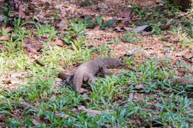 Vahşi tehlikeli savaş çayırda yürüyor, Malezya 'daki Lake Gardens' da..