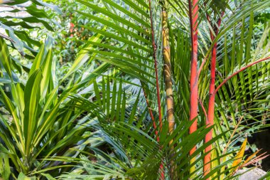 Genç kırmızı sarı ve yeşil bambu ağaçları, Göl Bahçeleri, Malezya.