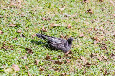 Kızgın kuşlar. Kızgın Asyalı parlak sığırcık Malezya 'da beni izliyor..