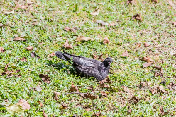 Pássaros Irritados Irritado Asiático Brilhante Starling Está Assistindo Malásia — Fotografia de Stock
