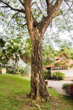 Albizia saman yağmurağacı Malezya 'nın tropikal doğasında.