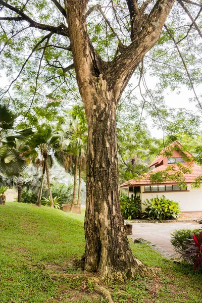 Albizia Saman Raintree Naturaleza Tropical Malasia — Foto de Stock