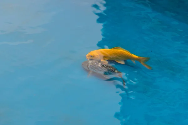 Oranje Gouden Koi Karper Vissen Zwemmen Blauwe Vijver Maleisië — Stockfoto