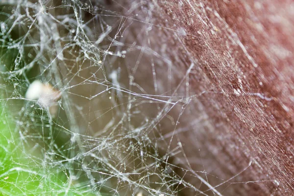 Entangled spider web with green-brown forest background.