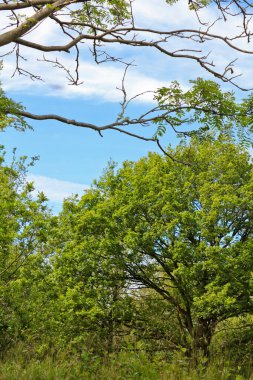 Kuzey Almanya Saksonya 'da güzel doğal manzara.
