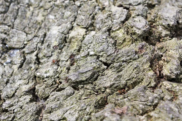 Textura Uma Casca Carvalho Com Formigas Floresta Vermelhas — Fotografia de Stock