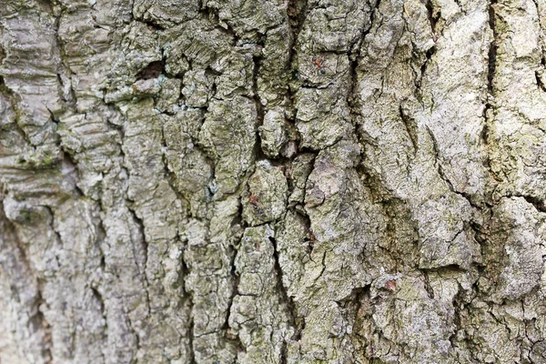 Struktura Kůry Dubu Červenými Lesními Mravenci — Stock fotografie
