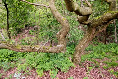 Almanya 'nın kuzeyinden komik meşe dalları.