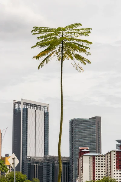 クアラルンプールの珍しい背が高く細いヤシの木 — ストック写真