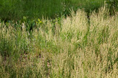 Kuzey Almanya 'da çayır. Yeşil doku.