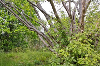 Kuzey Almanya 'da bir sürü ağaç gövdesi olan çalılar ve ağaçlar..