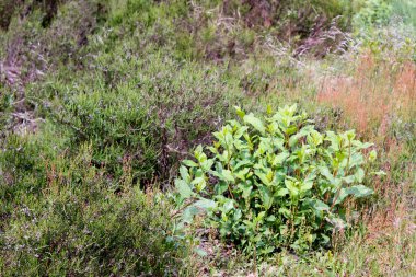Kuzey Almanya 'da yeşil bir çayırda çalı.