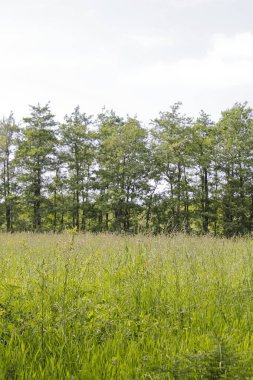 Kuzey Almanya Saksonya 'da güzel doğal manzara.