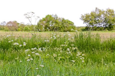 Kuzey Almanya Saksonya 'da güzel doğal manzara.