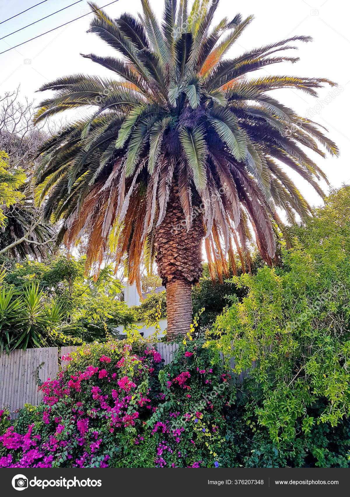 Magnifique Jardin Sud Africain Avec Palmiers Claremont Cap magnifique-jardin-sud-africain-avec-palmiers-claremont-cap