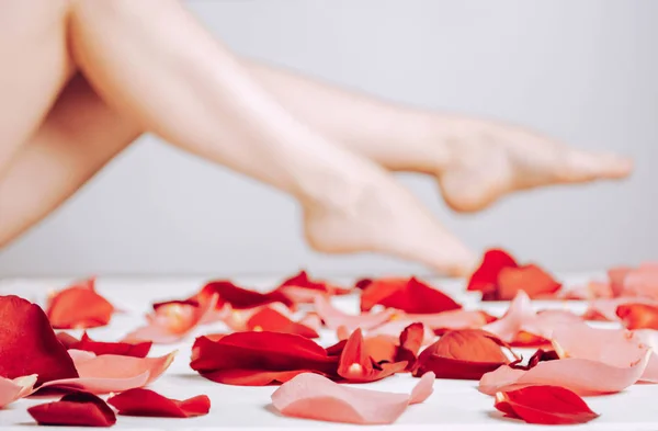 Close-up of rose petals with a shallow depth of field, against the background of female legs in a blur zone.