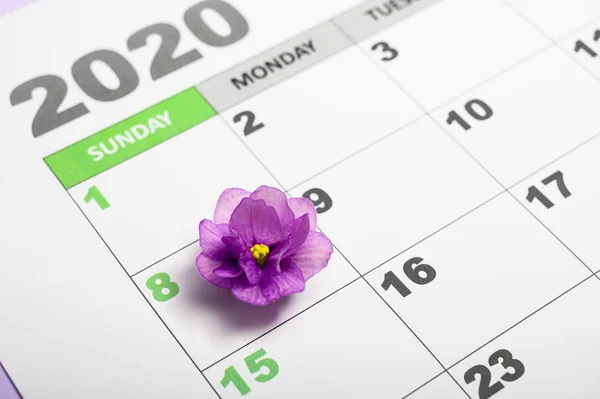 8 Mart 2020 'de takvime mor bir çiçek iliştirildi..