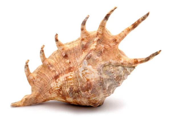 İzole bir arkaplanda büyük midye kabuğu — Stok fotoğraf
