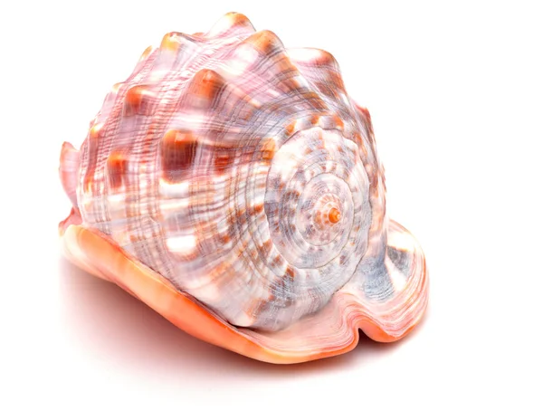 Large clam shell from a spiral side view on an isolated background — Stock Photo, Image