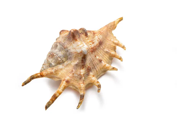 A large mollusk shell of sand color with needles, top view at an angle on an isolated background. — 스톡 사진