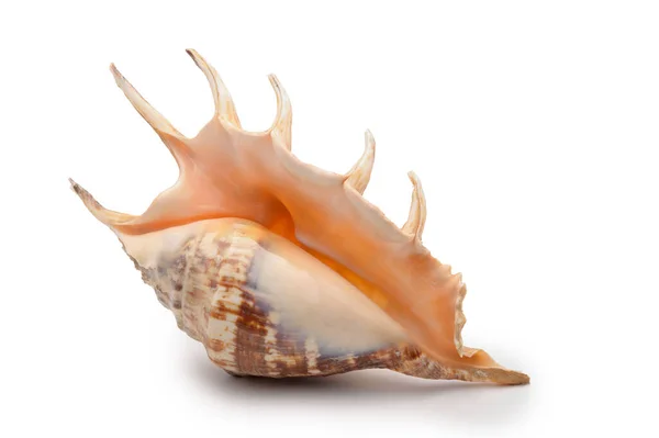 Una gran concha de molusco de color arena con agujas, vista lateral sobre un fondo aislado . — Foto de Stock