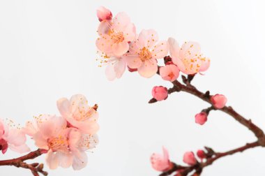 Çiçek açan ağaçların dalları makro. Beyaz yalıtılmış arka planda pembe kayısı ya da kiraz çiçekleri.