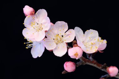 Çiçek açan ağaçlar makro. Siyah yalıtılmış arka planda pembe kayısı ya da kiraz çiçekleri.