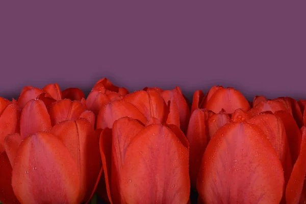 Brotes Tulipanes Rojos Con Gotas Lluvia Sobre Fondo Púrpura Uniforme — Foto de Stock