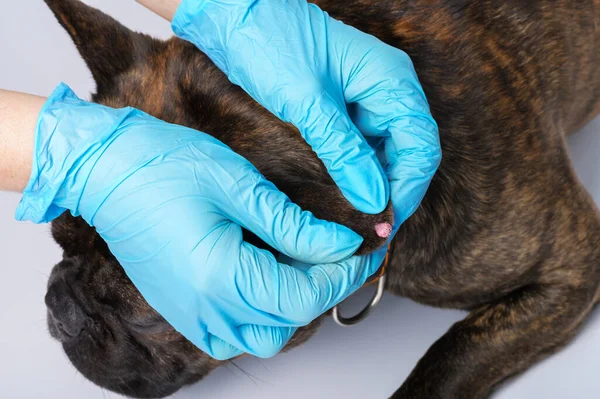 Köpeğin kulağında papilloma var. Veteriner kliniğindeki hayvanlarda neoplazma muayenesi.