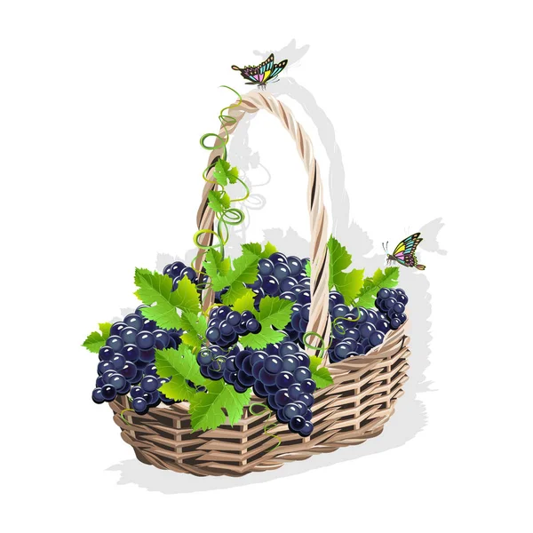 Wicker basket with grapes — Stock Vector