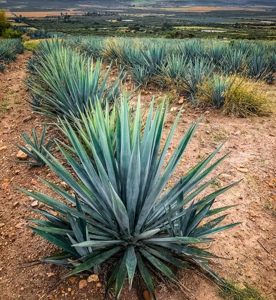 Planta de agave azul, lista para hacer tequila —  Fotos de Stock