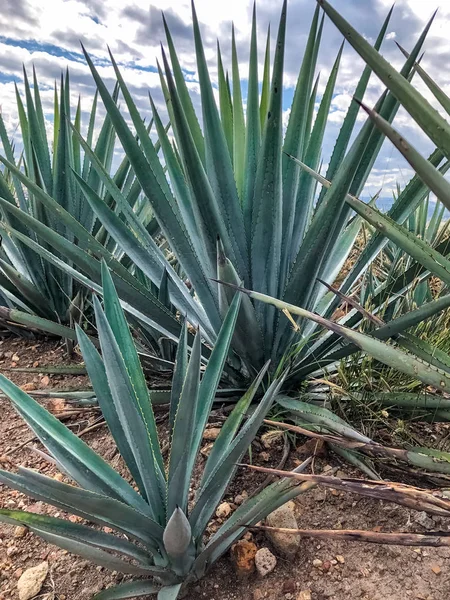 Kék agave növény, készen áll a tequila — Stock Fotó