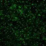 4 k fantastische videoanimatie Moving groene deeltjes achtergrond