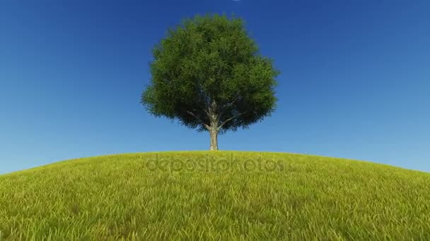Één boom groeit gras wind — Stockvideo