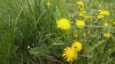 Karahindiba çiçek çiçek açması kompozisyon yeşil çimenlerin üzerinde