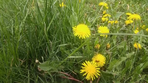 Löwenzahnblütenkomposition auf grünem Gras — Stockvideo