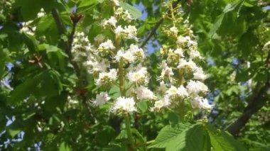 Çiçek açan kestane ve arılar