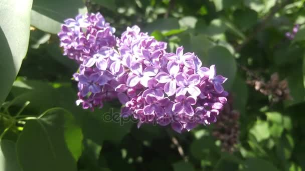 Blue Lilac Blossom on wind — Stock Video