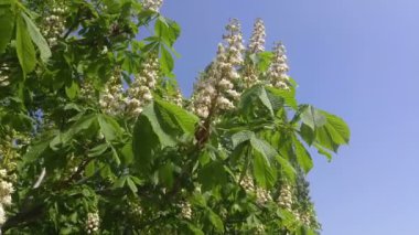 Çiçek açan kestane ve arılar