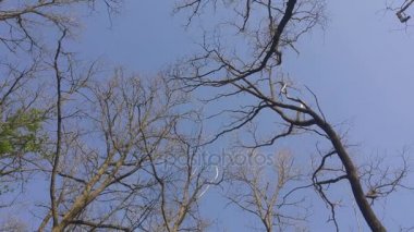 Rüzgarda ağaçlar kuru taç