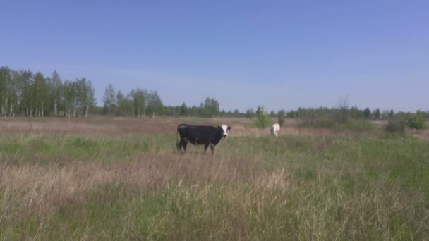 Dos vacas lecheras en pastos a principios de primavera — Vídeos de Stock