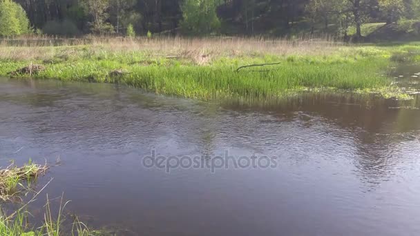 Wilde rivier stroomt in het mooie bos — Stockvideo