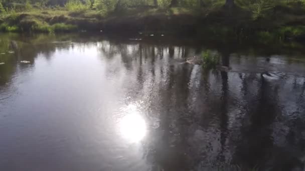 Río salvaje que fluye en el hermoso bosque — Vídeos de Stock