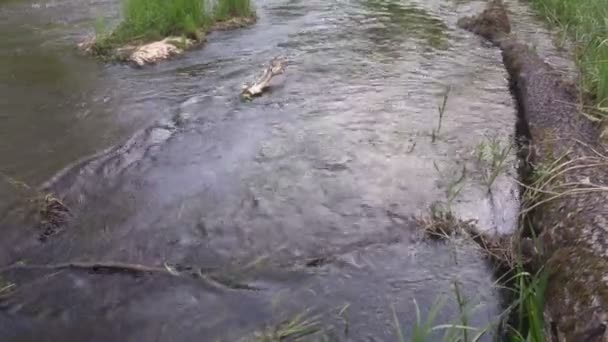 Wilde rivier stroomt in het mooie bos — Stockvideo
