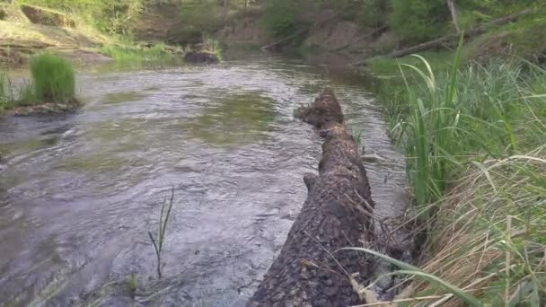 Divoká řeka, která teče v krásném lese — Stock video