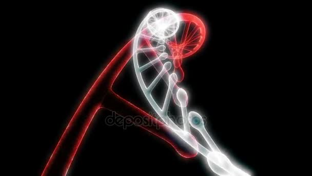 模型 Dna 旋转上黑色能够循环无缝 — 图库视频影像