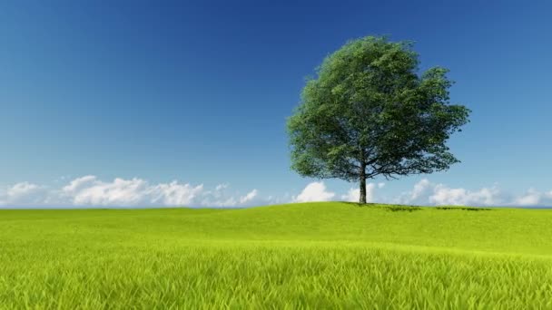 Árbol y césped sobre un fondo de cielo despejado — Vídeo de stock