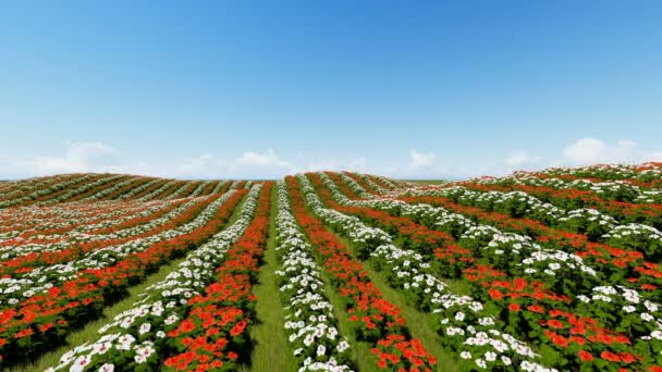 Animated flower field 3D render — Stock Video