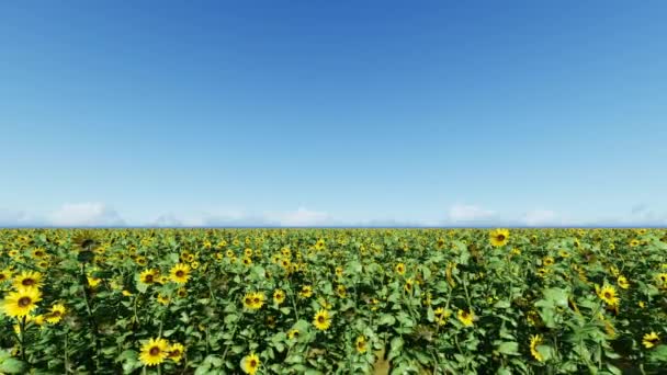 Heldere blauwe hemel. Een veld met zonnebloemen — Stockvideo